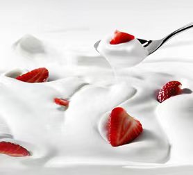 大月氏酸奶发酵菌种